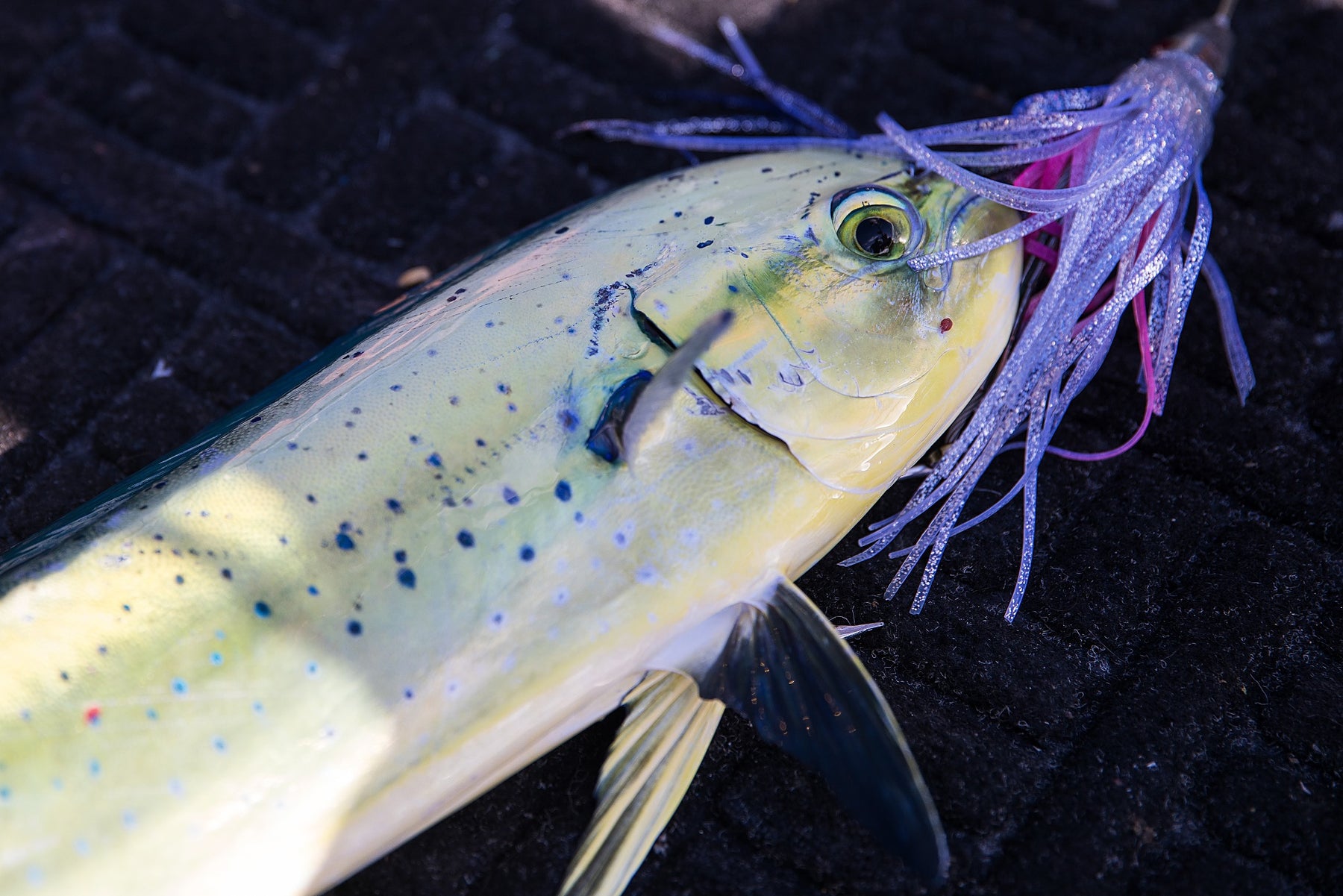 How to Choose the Right Trolling Lure for Big Game Fishing