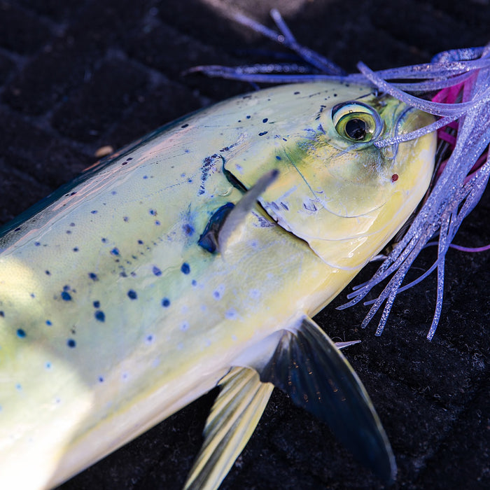 How to Choose the Right Trolling Lure for Big Game Fishing